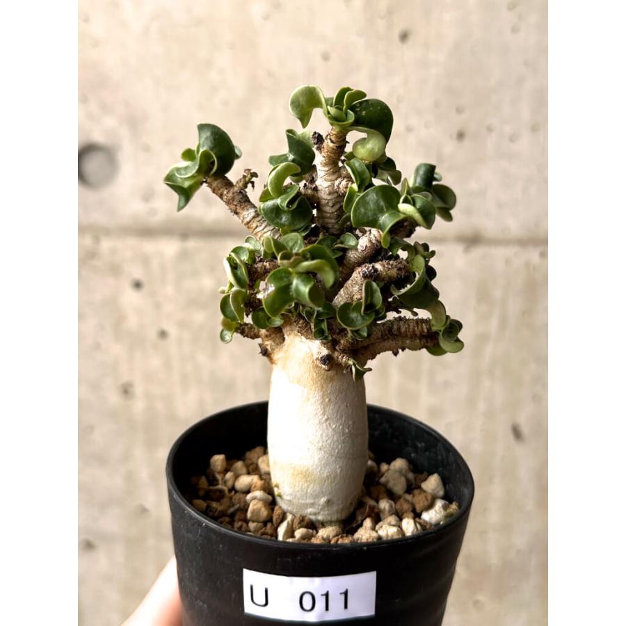 現品限り】アデニウム・DHA 大株 葉巻 美肌【U11】 Adenium DHA【植物 
