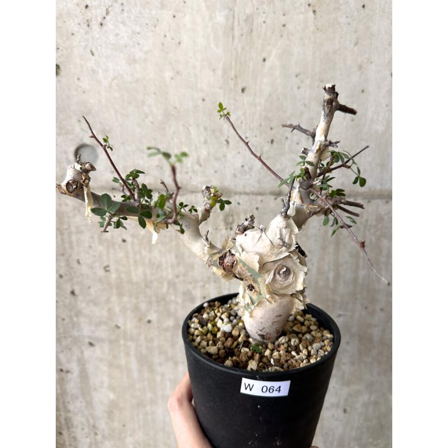 現品限り】コミフォラ・カタフ ソマリア ピュア 現地株 発根済み 長期