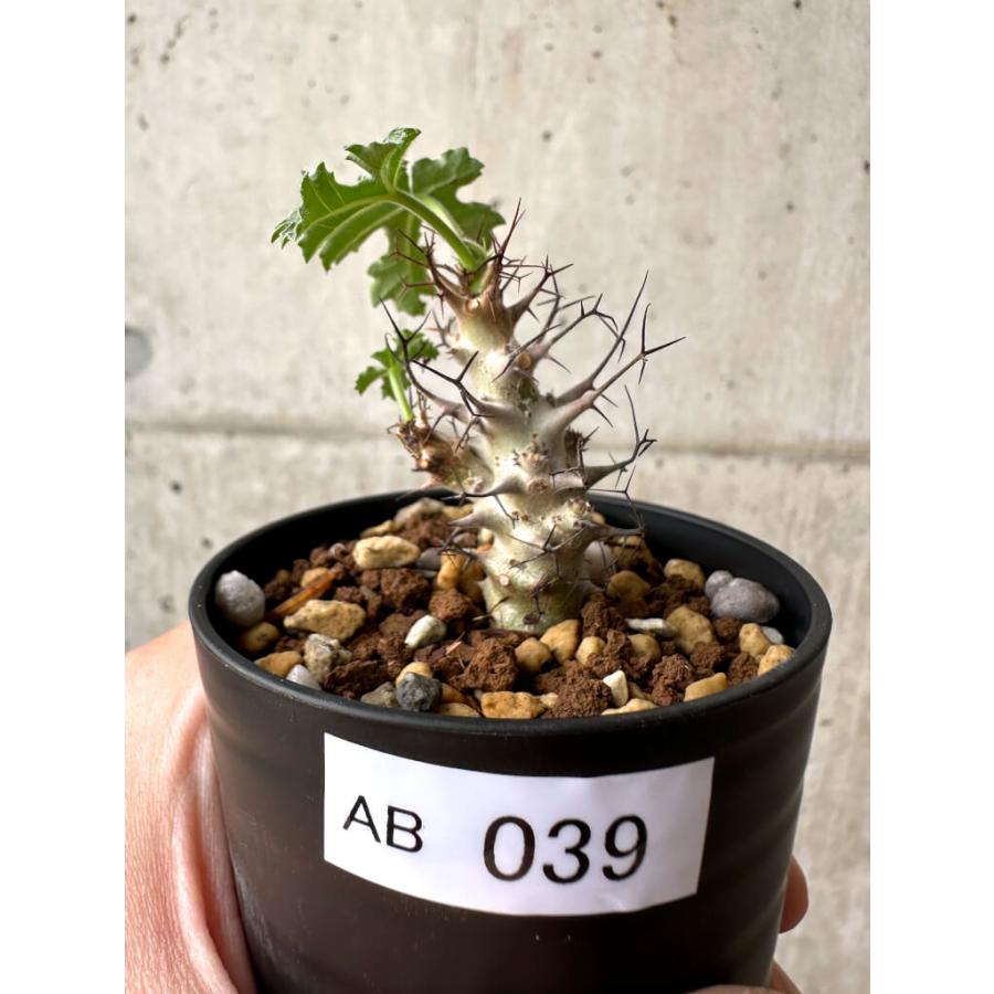 現品限り】ヤトロファ・パラドクサ【AB39】 Jatropha paradoxa【植物