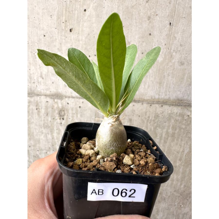 【現品限り】パキポディウム・レアリー【AB62】 Pachypodium lealii【植物】塊根植物 夏型 コーデックス : プラント ...