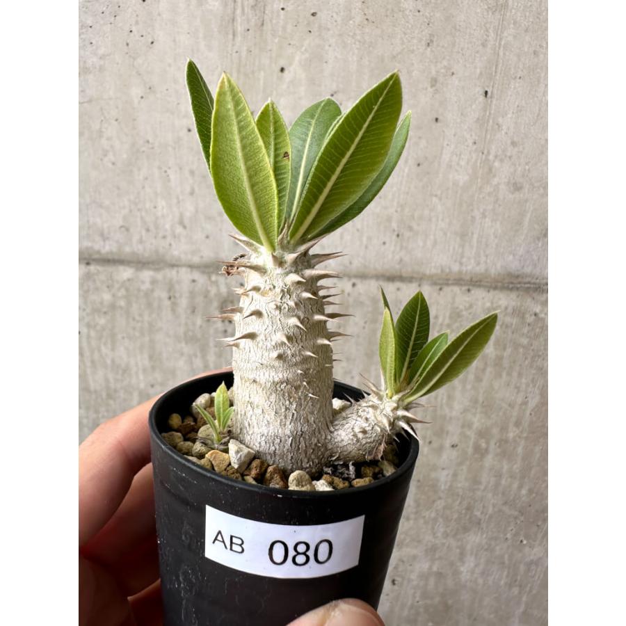 現品限り】パキポディウム・ロスラーツム 実生【AB80】 Pachypodium
