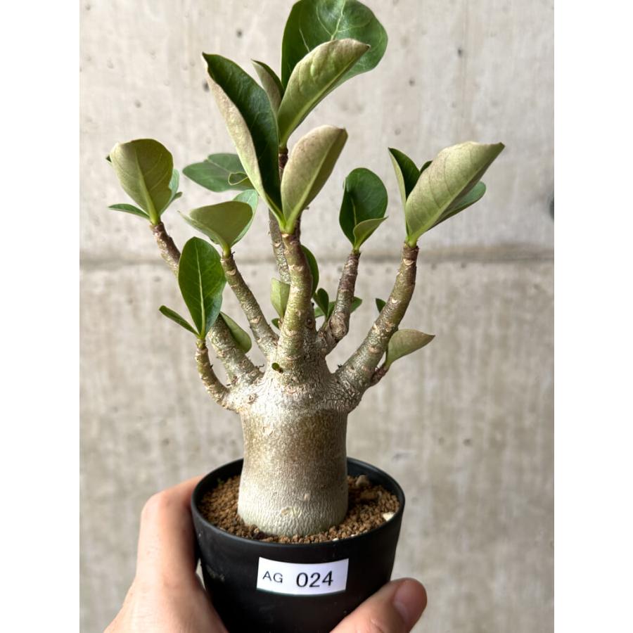 現品限り】アデニウム・アラビカム ブラックスキン【AG24】 Adenium