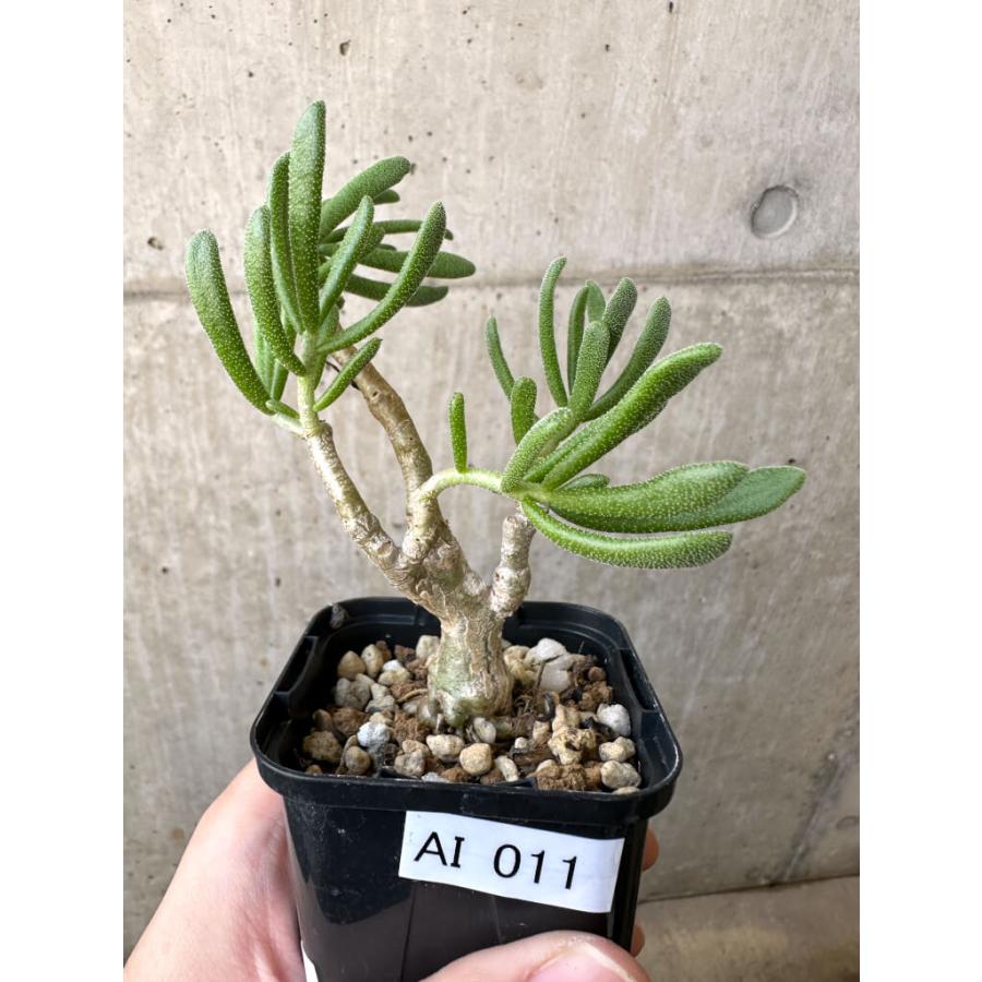 【現品限り】チレコドン・ピグマエウス【AI11】 Tylecodon pygmaeus【植物】塊根植物 夏型 コーデックス : プラント ...
