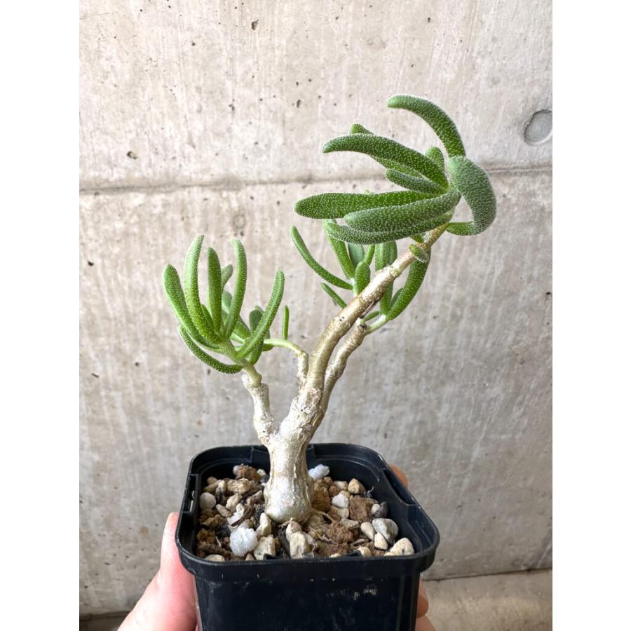 【現品限り】チレコドン・ピグマエウス【AI11】 Tylecodon pygmaeus【植物】塊根植物 夏型 コーデックス : プラント ...