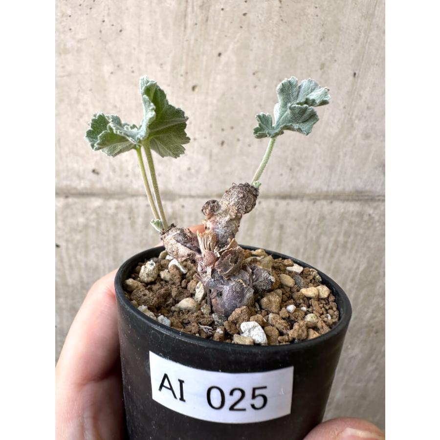 現品限り】ペラルゴニウム・ミラビレ 挿し木 発根済み【AI25