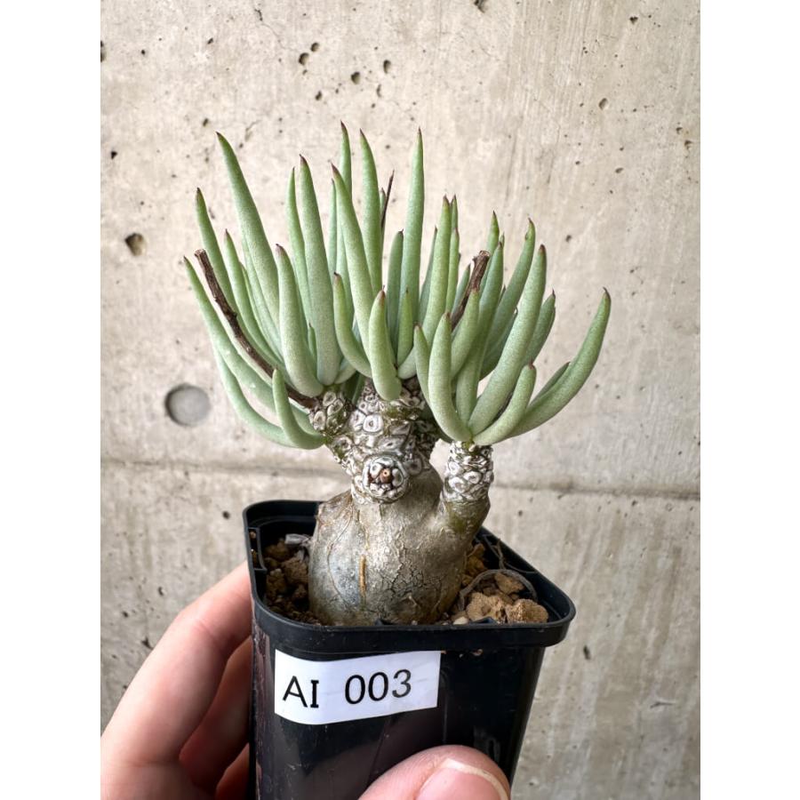 現品限り】チレコドン・ペアルソニー 実生苗【AI3】 Tylecodon