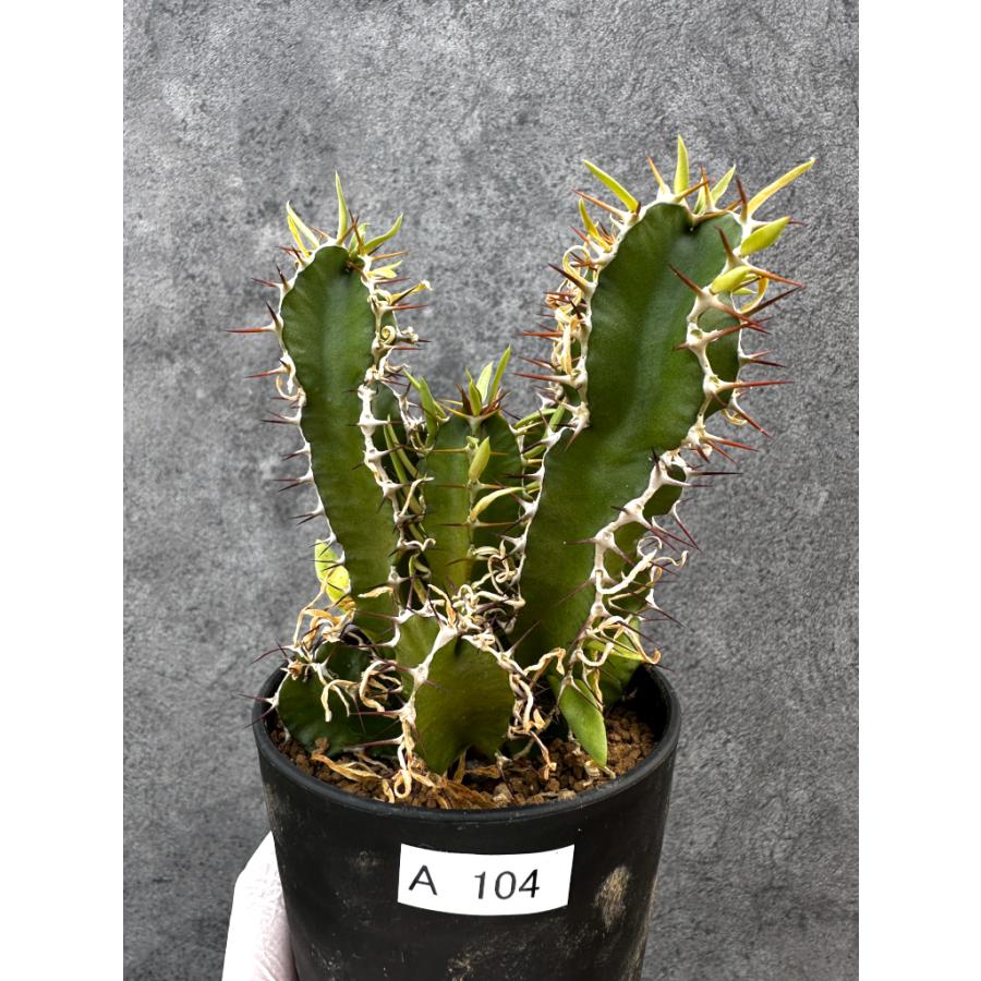 EMP ユーフォルビア ムランジーナ 実生 / yu208 現品限り】ユーフォルビア・ムランジーナ 実生【A104】 Euphorbia