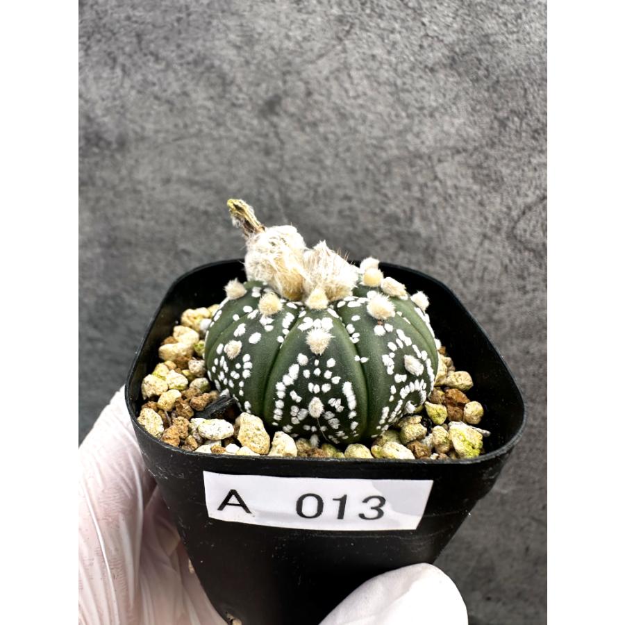 現品限り】アストロフィツム・スーパー兜 実生【A13】 Astrophytum