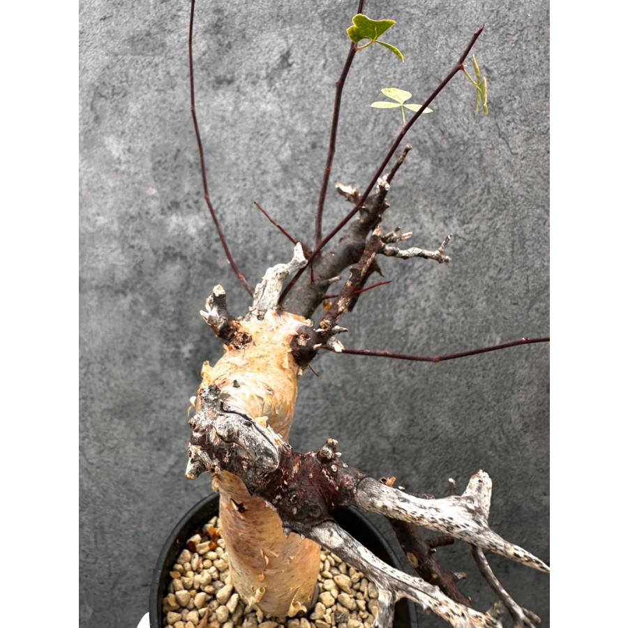 現品限り】コミフォラ・カタフ ソマリア ピュア 現地株 発根済み【A93