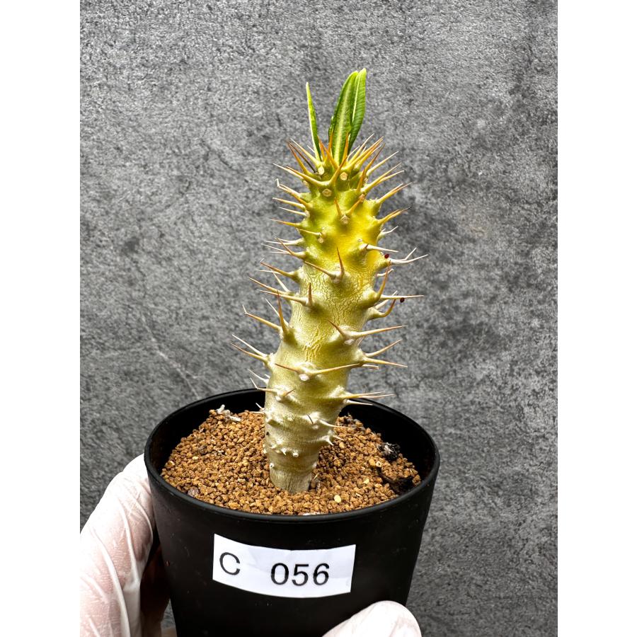 現品限り】パキポディウム・アンボンゲンセ 実生【C56】 Pachypodium