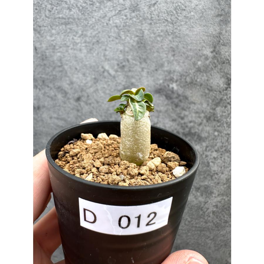 アデニウム　葉巻(獅子葉) 現品限り】アデニウム・DHA 獅子葉 葉巻 美肌【D12】 Adenium DHA