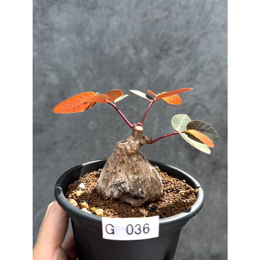 現品限り】フィランサス・ミラビリス 現地株【G36】 Phyllanthus