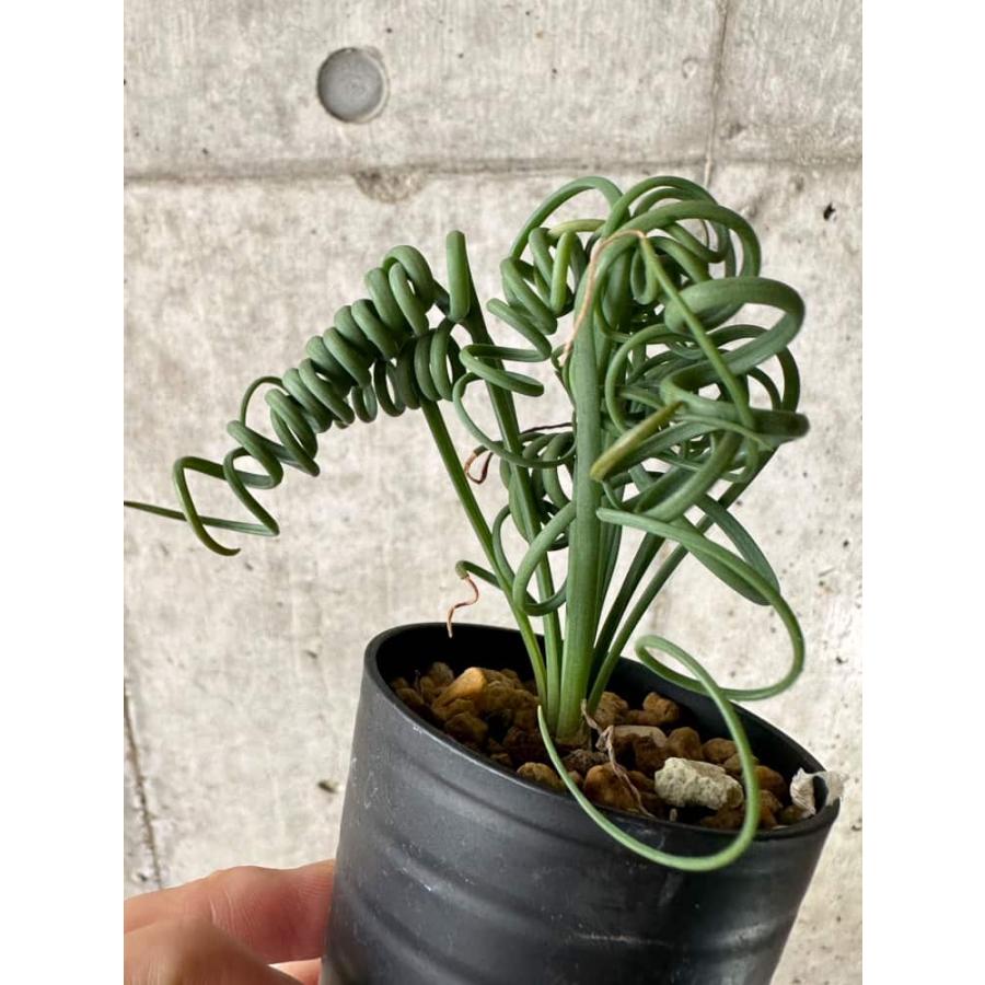 種子】アルブカ・スピラリス 22s Albuca spiralis : プラント