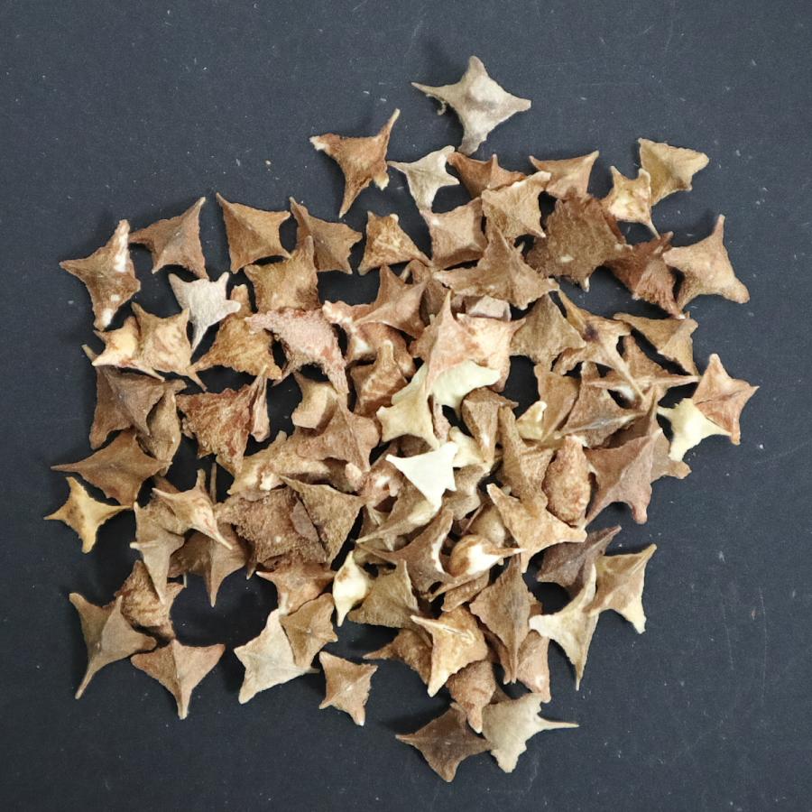 種子 200粒 ボスウェリア ネグレクタ Boswellia の種子 種子 200粒 ボスウェリア リバエ Boswellia rivae の種子 PlasticPot