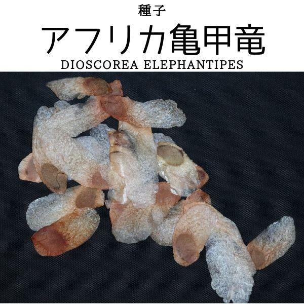 【種子】ディオスコレア・エレファンティペス アフリカ亀甲竜 [現地採種] 10粒/Dioscorea elephantipes（Yahoo!・プラント ブラザーズ）