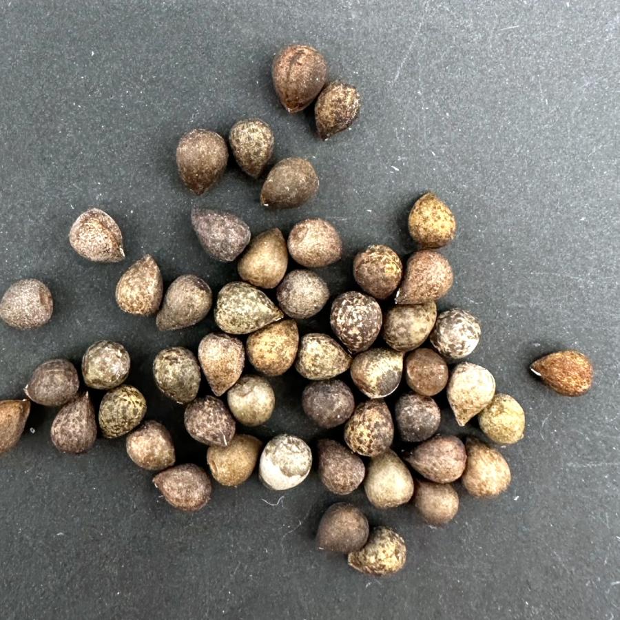 鉄甲丸　種子10粒 種子】ユーフォルビア 鉄甲丸 5s Euphorbia bupleurifolia