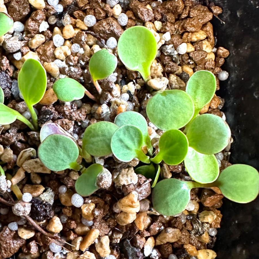 種子】ユーフォルビア・フィッシュボーン(スパンリンギー) 5s