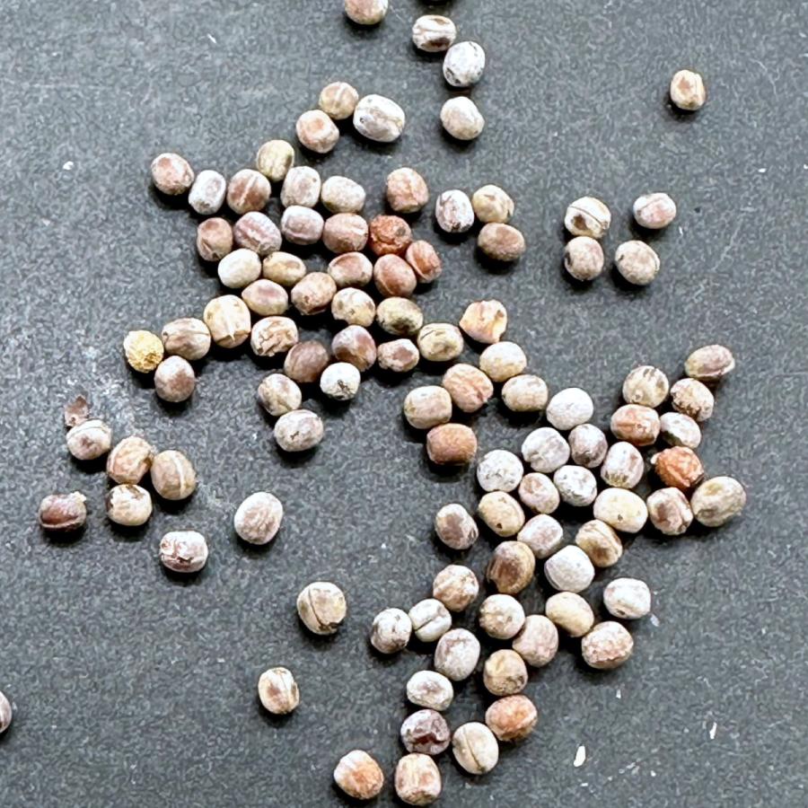 新鮮種子ユーフォルビアパキポディオイデス50粒 種子】ユーフォルビア