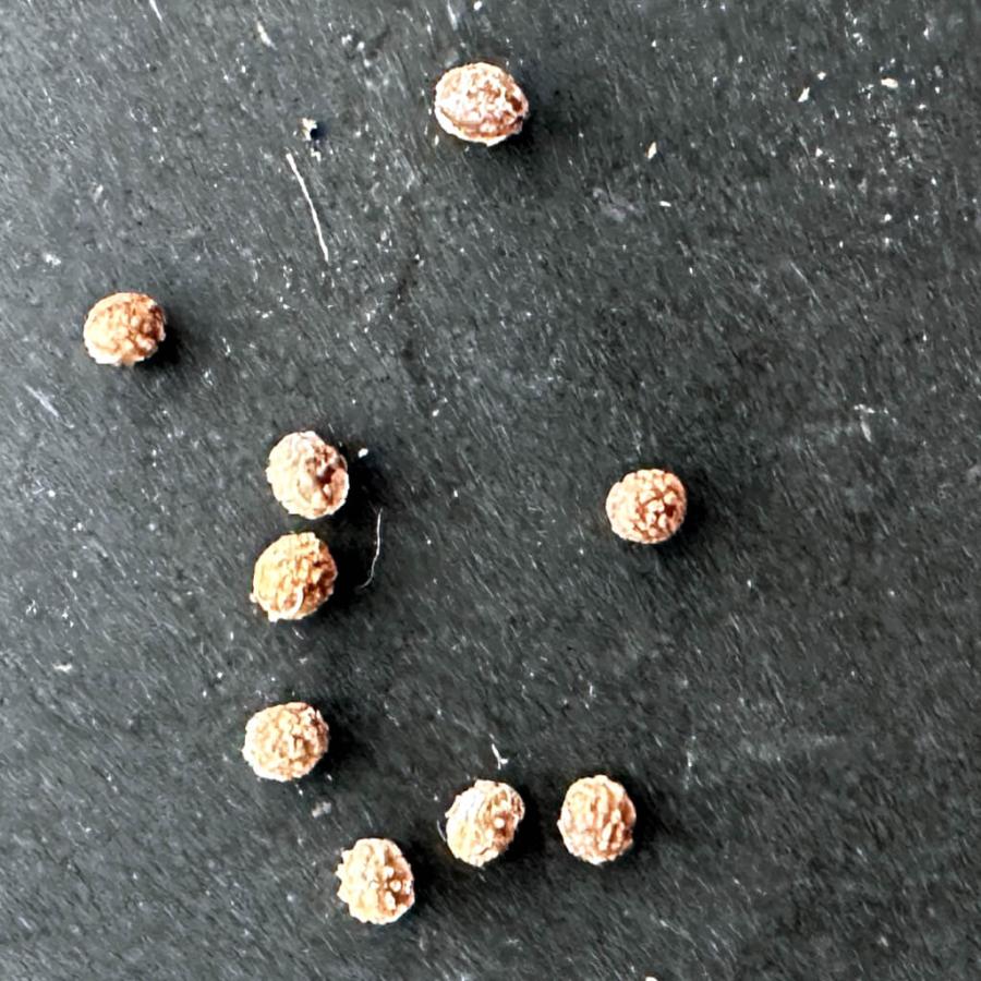 種子】ユーフォルビア・テヌイスピノーサ 3s Euphorbia sp.aff