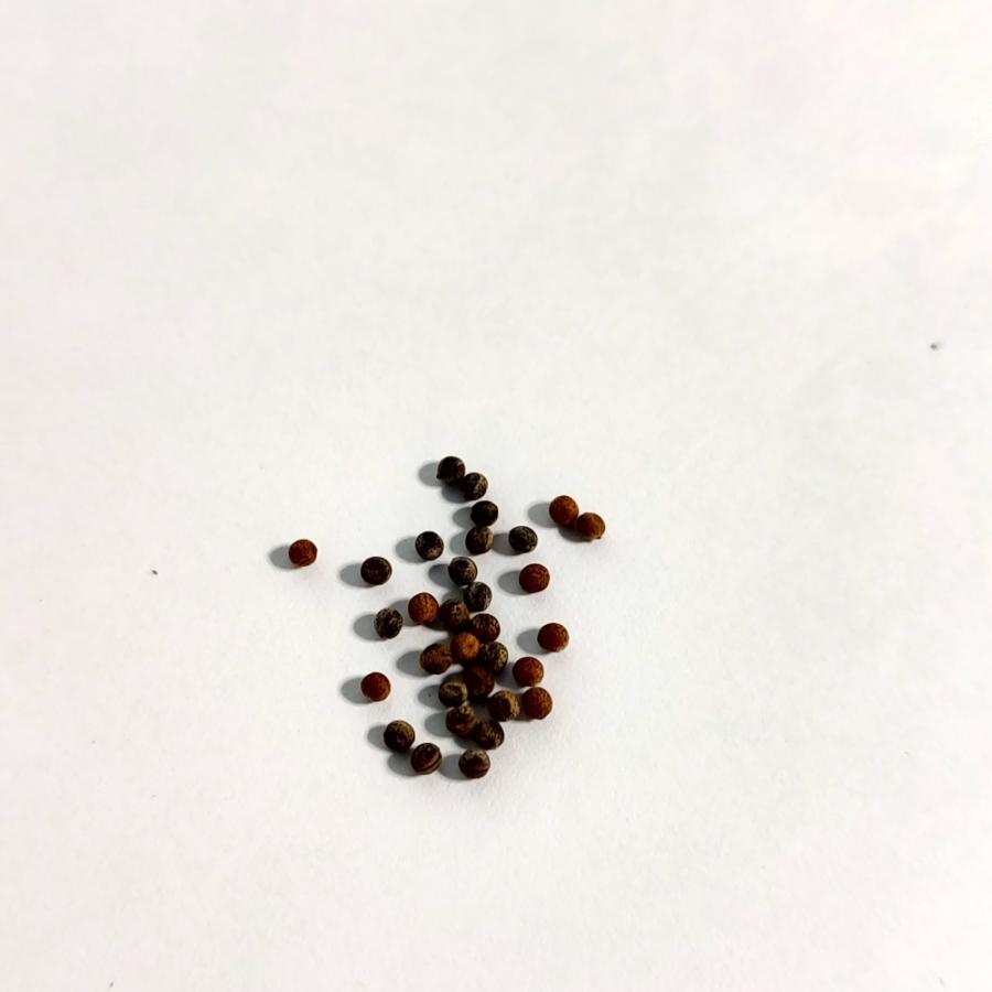 種子】ユーフォルビア・ベネニフィカ 5s Euphorbia venefica