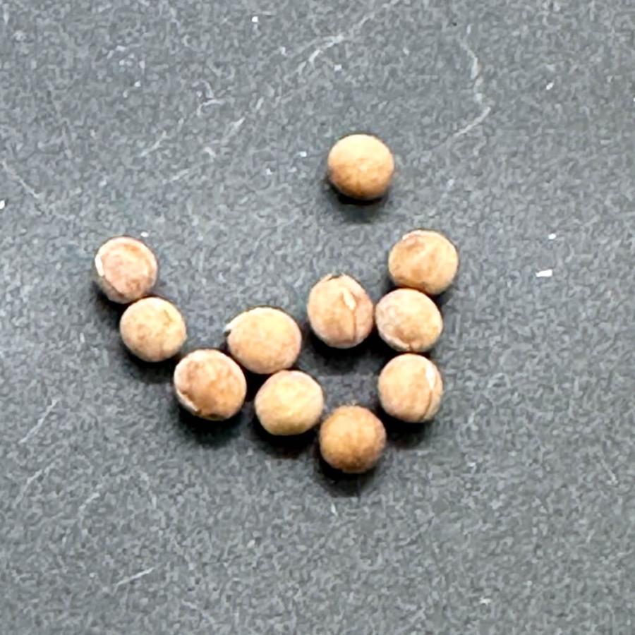 種子】ユーフォルビア・ベネナータ 5s Euphorbia venenata : プラント