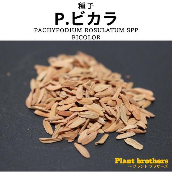 種子】パキポディウム・ビカラー 5s Pachypodium bicolor : プラント