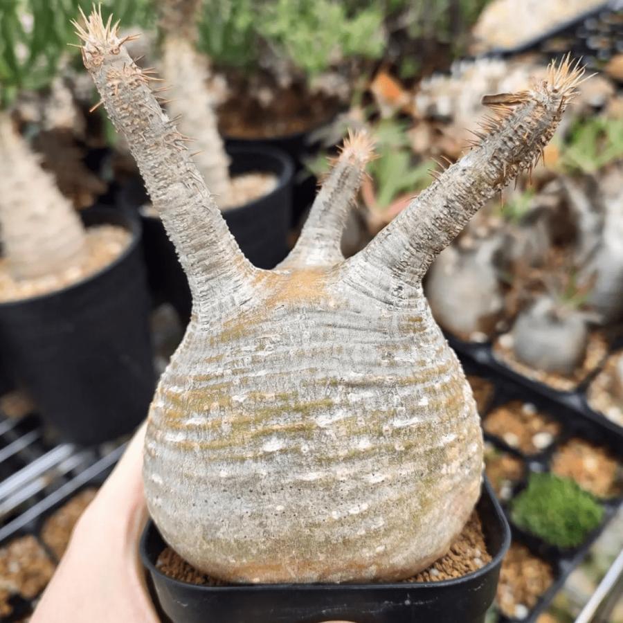 【種子】パキポディウム・グラキリス 50粒セット 【発芽率90%以上】 Pachypodium gracilius 種 実生 多肉 現地 土