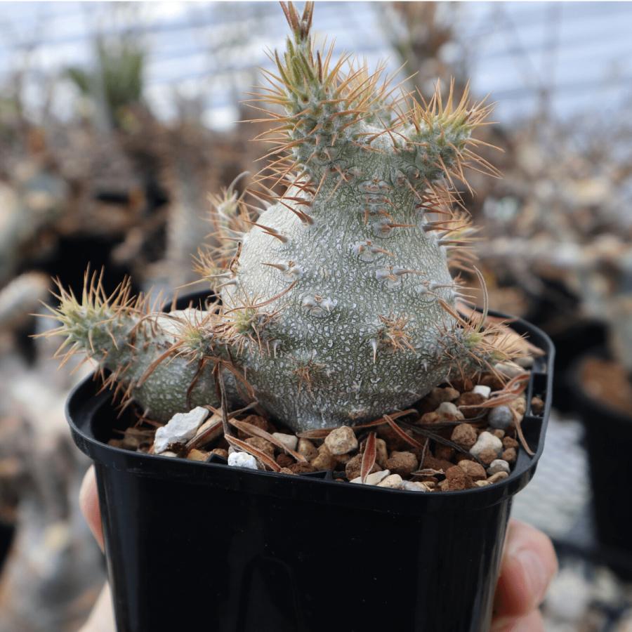種子】パキポディウム・グラキリス 10s Pachypodium gracilius 種子】パキポディウム・グラキリス 10s Pachypodium gracilius