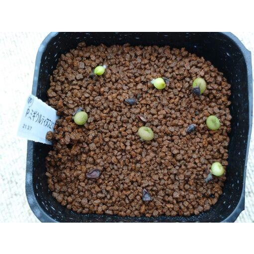 種子】プセウドリトス・ミギウルティヌス 10s Pseudolithos