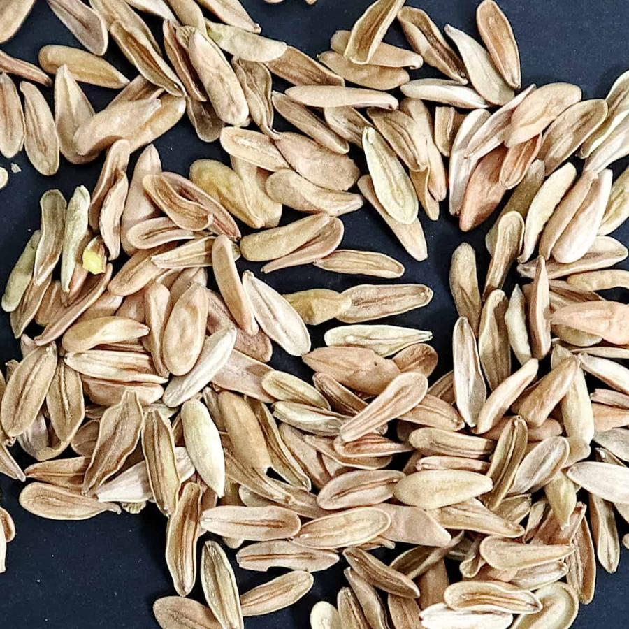 種子】パキポディウム・ロスラーツム 10s Pachypodium rosulatum