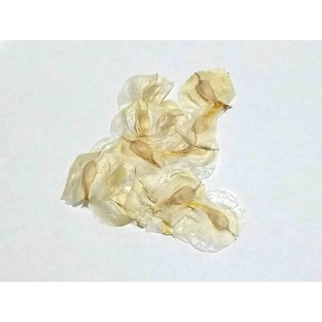 種子】奇想天外 ウェルウィッチア 50s Welwitschia mirabilis