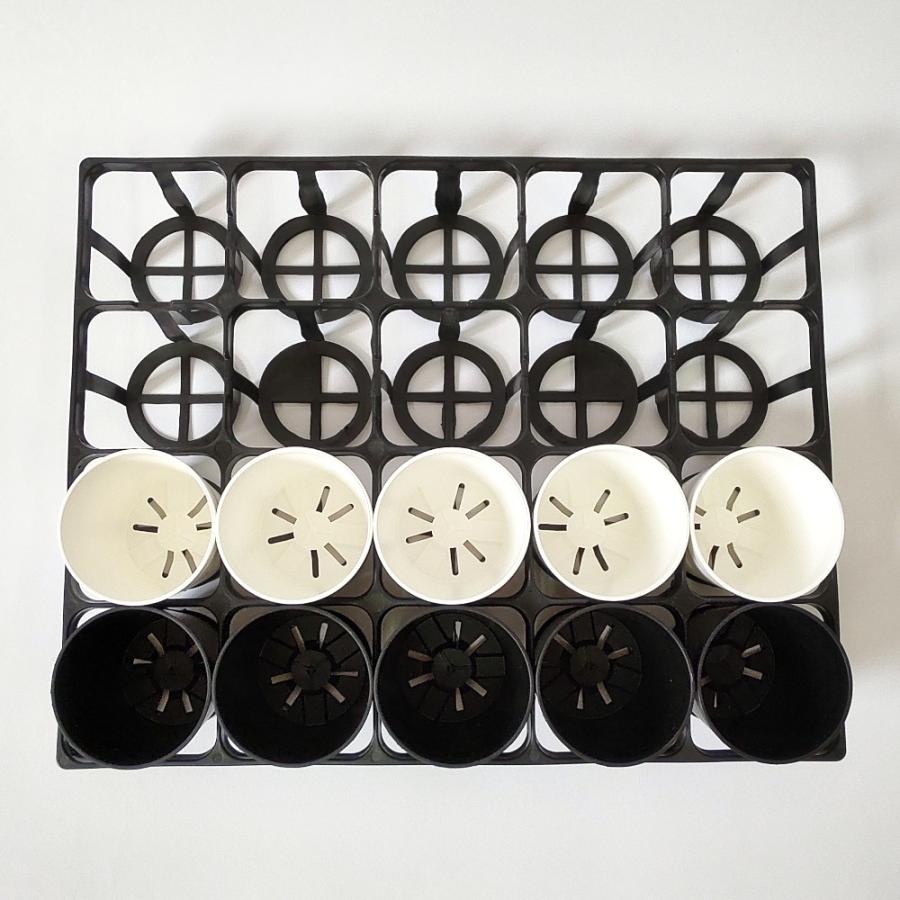 Top【選抜株】多肉植物　23511ブルー　ティア 105個　プラグトレー苗 Top【選抜株】多肉植物 23511ブルー ティア 105個 プラグトレー苗