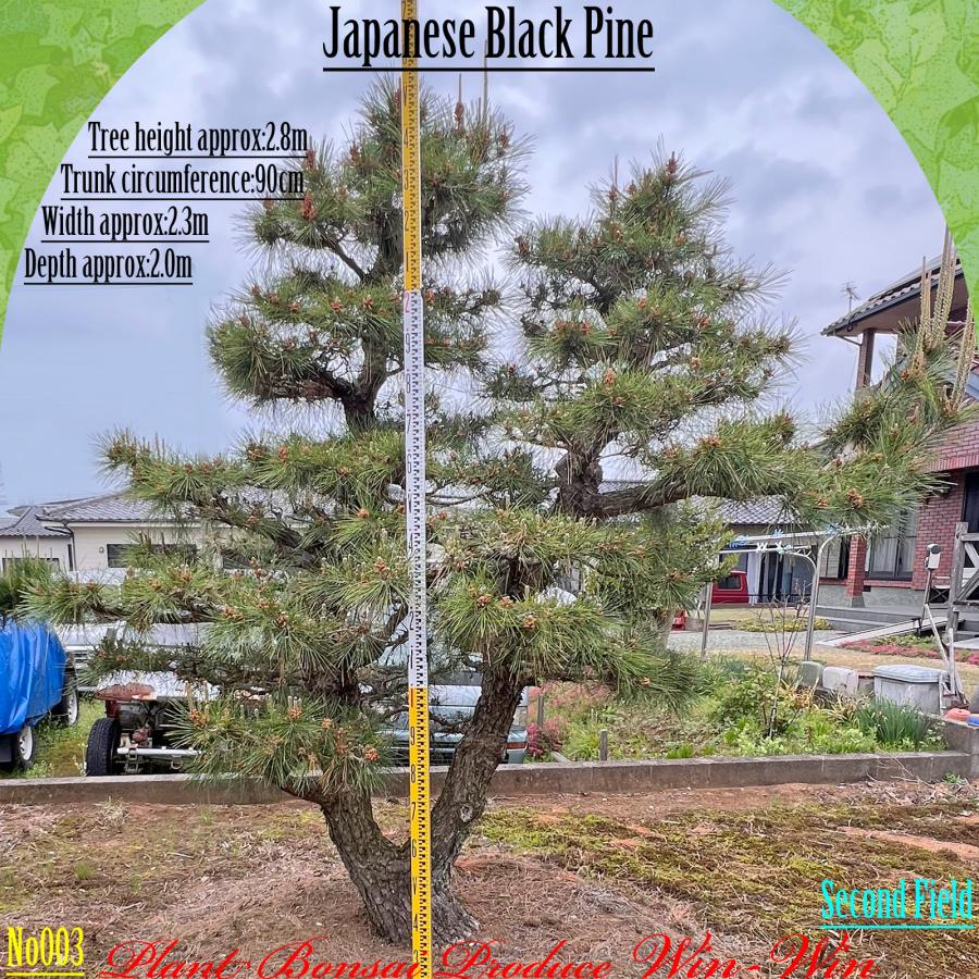 2025年 植木 黒松(クロマツ)の中樹 No3 F-2 : PLANT・BONSAI・Produce