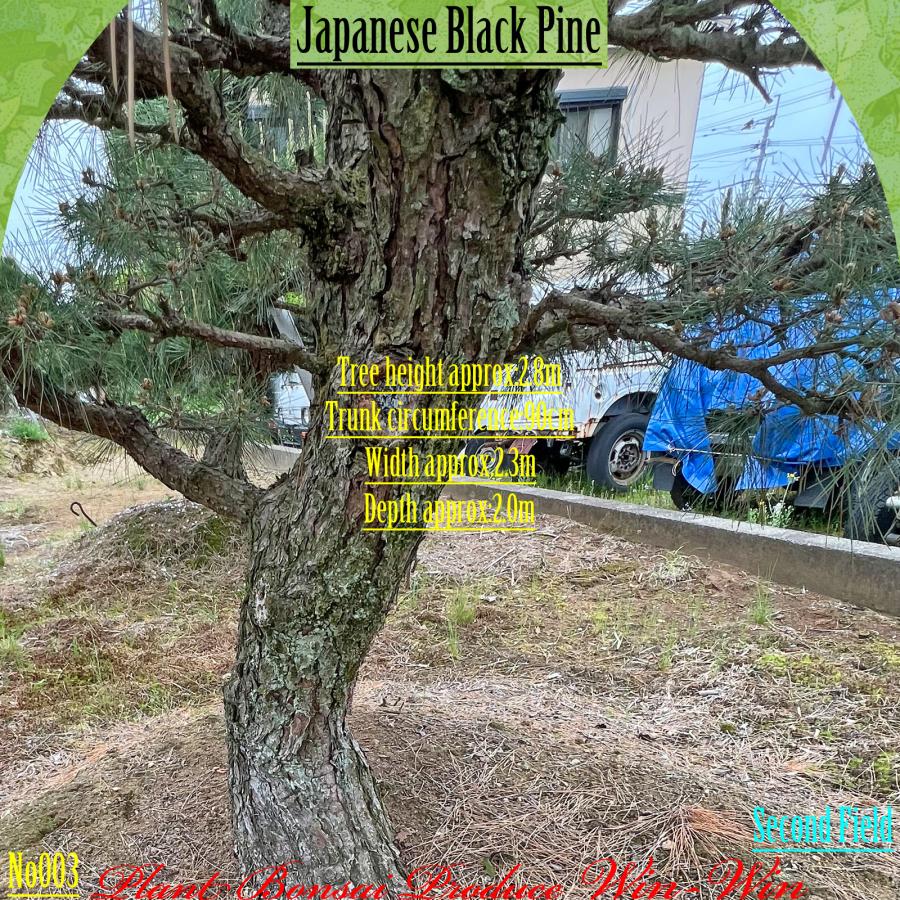 2025年 植木 黒松(クロマツ)の中樹 No3 F-2 : PLANT・BONSAI・Produce