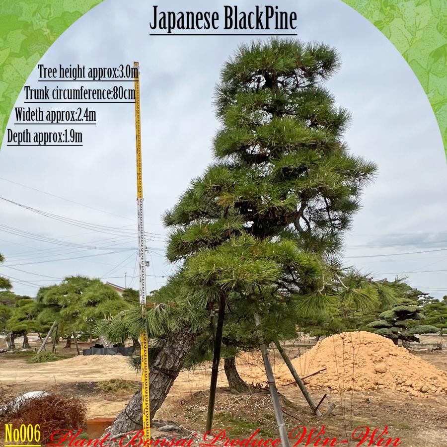 2025年 植木 黒松(クロマツ)の中樹 No6 F-1 : PLANT・BONSAI・Produce