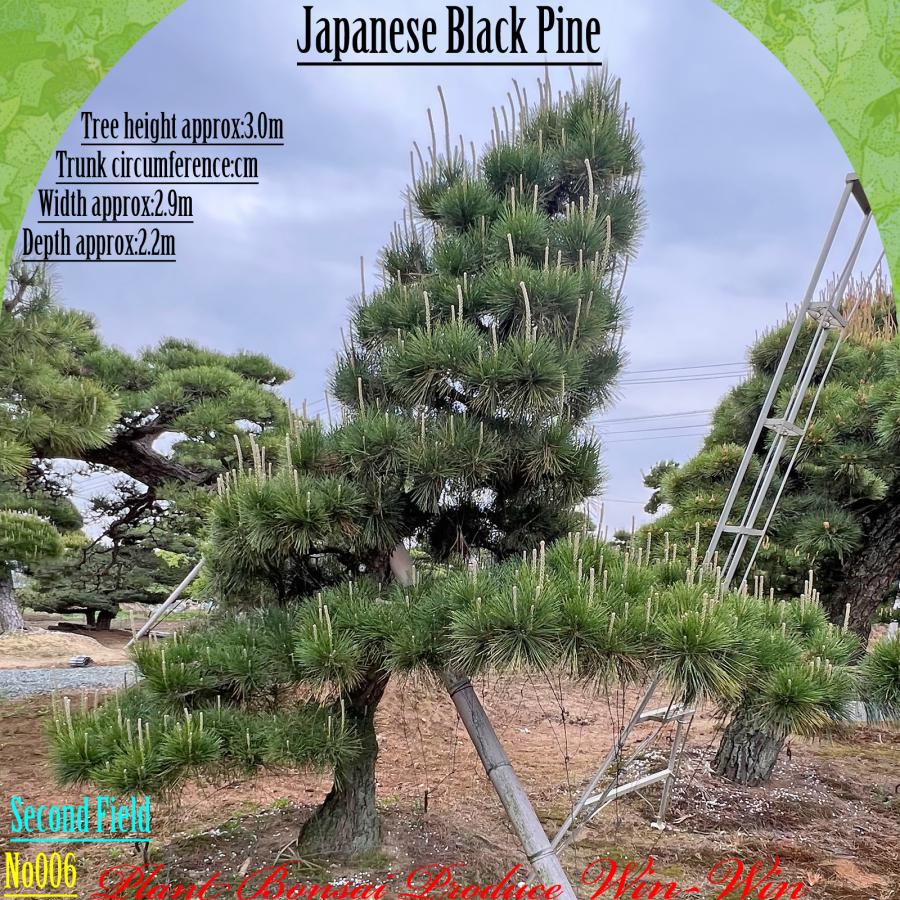 2025年 植木 黒松(クロマツ)の中樹 No6 F-2 : PLANT・BONSAI・Produce 