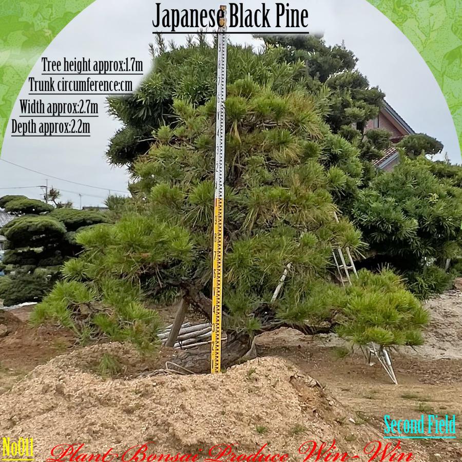 2025年 植木 黒松(クロマツ)の中樹 No11 F-2 : PLANT・BONSAI・Produce
