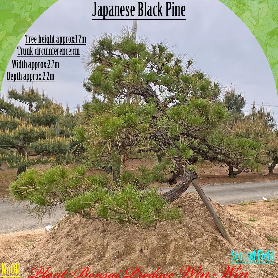 黒松 庭木 樹高210cm ◆ 近畿地方限定送料無料 2025年 植木 黒松(クロマツ)の大樹 No12 F-1 : PLANT・BONSAI・Produce