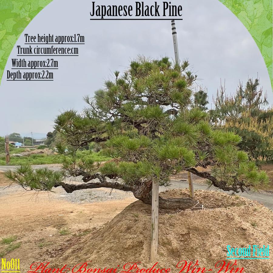2025年 植木 黒松(クロマツ)の中樹 No11 F-2 : PLANT・BONSAI・Produce