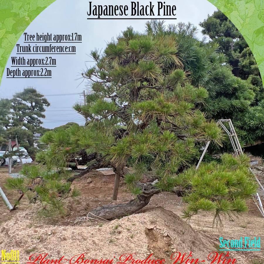 2025年 植木 黒松(クロマツ)の中樹 No11 F-2 : PLANT・BONSAI・Produce