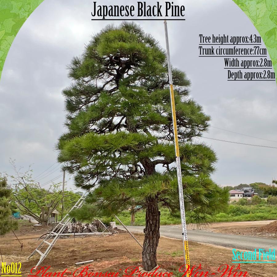 2025年 植木 黒松(クロマツ)の大樹 No12 F-2 : PLANT・BONSAI・Produce