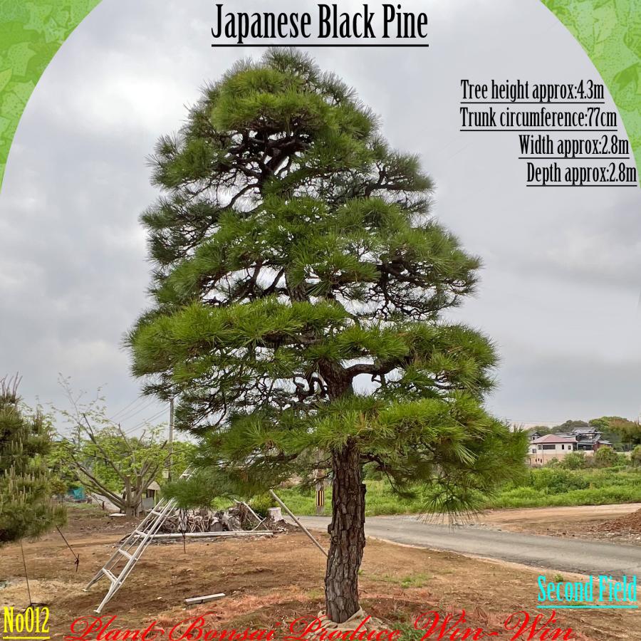 J*l様 黒松盆栽 自然樹形 樹高４０cm 2025年 植木 黒松(クロマツ)の大樹 No12 F-2 : PLANT・BONSAI・Produce