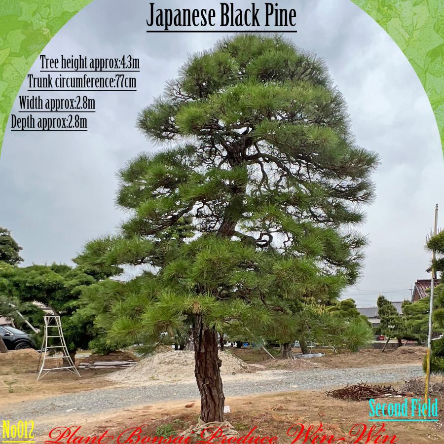 2025年 植木 黒松(クロマツ)の大樹 No12 F-2 : PLANT・BONSAI・Produce