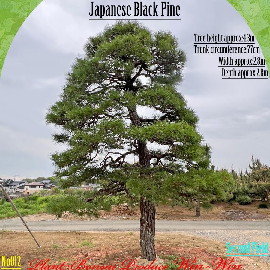 2025年 植木 黒松(クロマツ)の大樹 No12 F-2 : PLANT・BONSAI・Produce