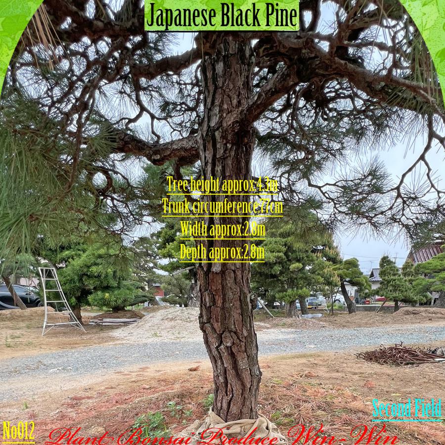 2025年 植木 黒松(クロマツ)の大樹 No12 F-2 : PLANT・BONSAI・Produce