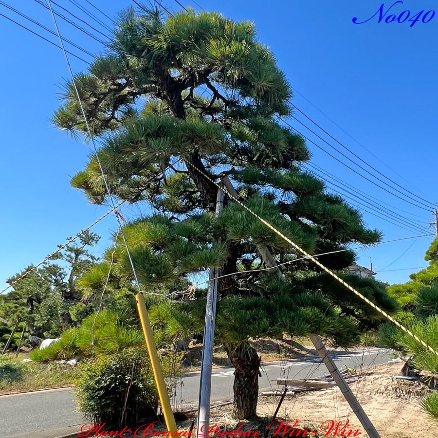 2023年 植木 美景美観 黒松(クロマツ)の大樹 No40 (BLACK PINE)｜plantbonsaiwinwin｜04