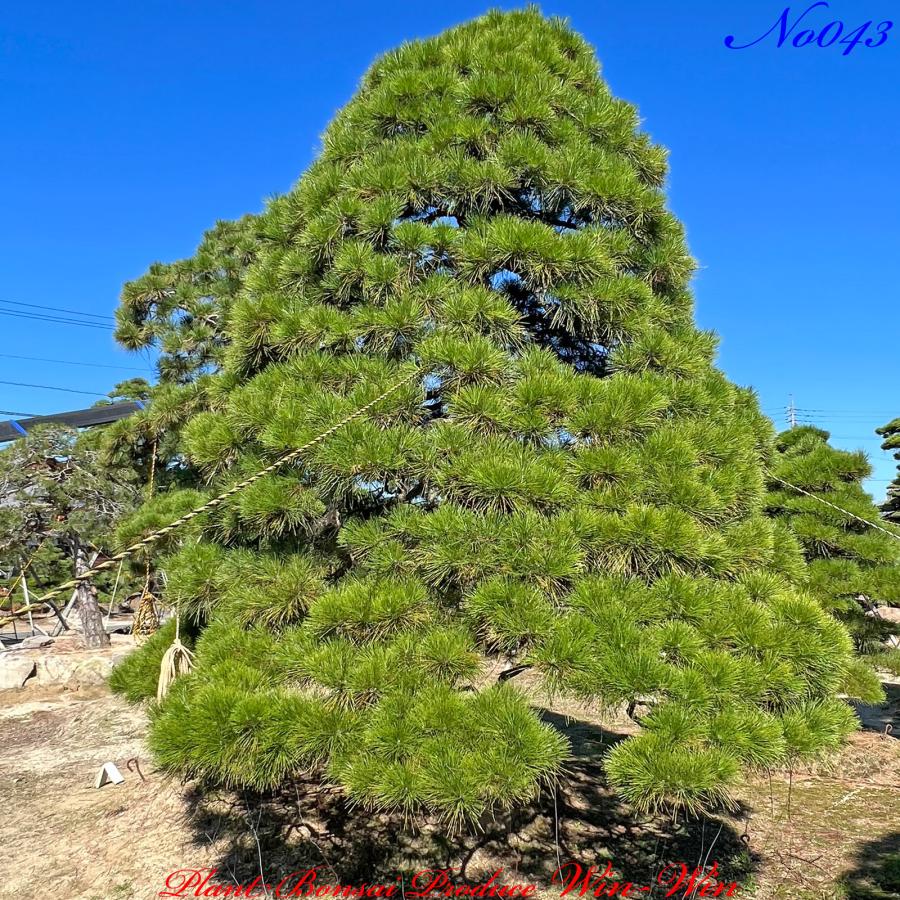 2023年 植木 美景美観 黒松(クロマツ)の巨樹 No43 (BLACK PINE)｜plantbonsaiwinwin｜04