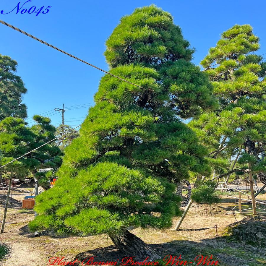 2023年 植木 美景美観 黒松(クロマツ)の大樹 No45 (BLACK PINE)｜plantbonsaiwinwin｜04