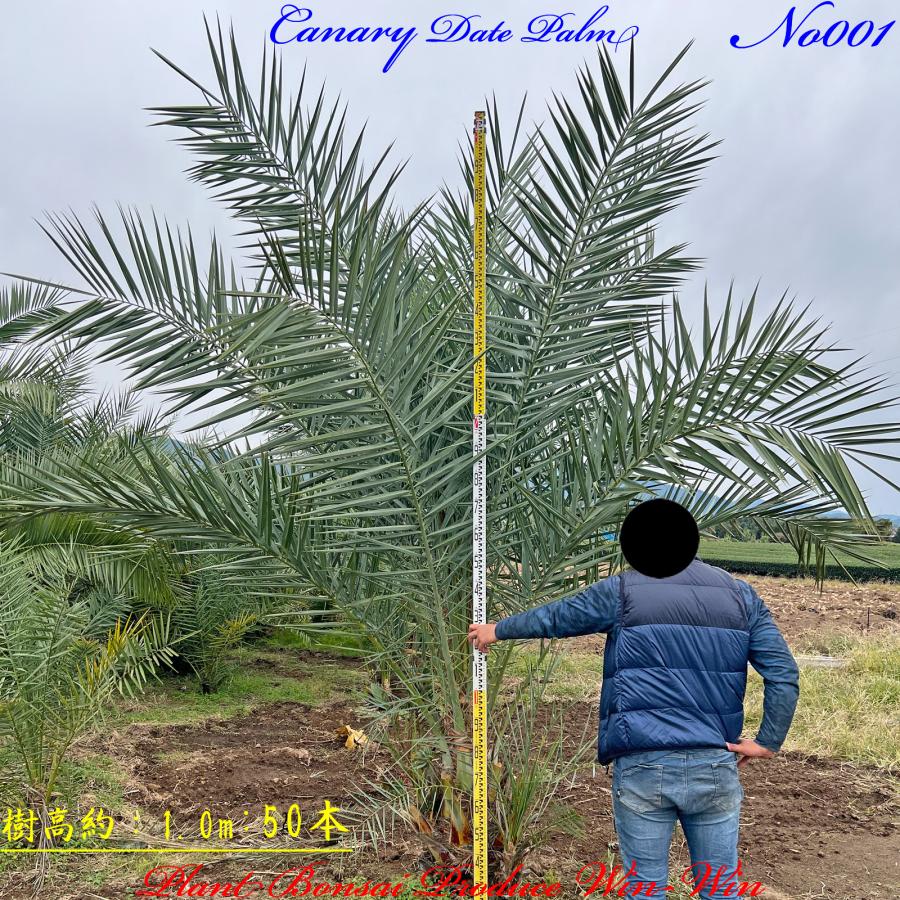 2024年 NewRelease 美景美観 カナリーヤシの中樹 No1(50本