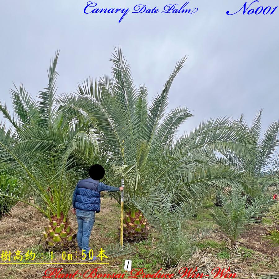 送料込み　カナリーヤシ　カナリヤシ　形状良　新築、鉢植え　現品 送料込み カナリーヤシ カナリヤシ 形状良 新築、鉢植え 現品
